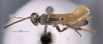 Media type: image;   Entomology 29325 Aspect: habitus dorsal view